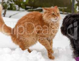 big red cat playing with a black dog in the snow