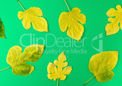 yellow and green leaves of mulberry