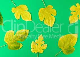 yellow and green leaves of mulberry