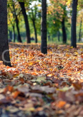 autumn city park with trees and dry yellow leaves