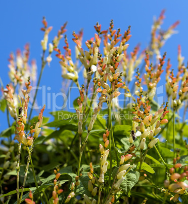 flowers ming blade, against a blue sky