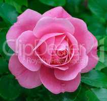 blooming bud of pink rose