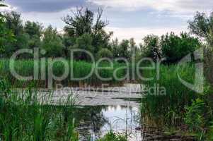 View of the Dnieper River with green thickets of reeds