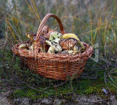 edible wild mushrooms in a brown wicker basket