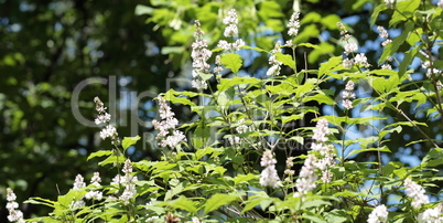 lilac at spring