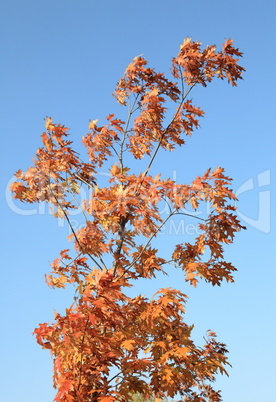 red oak leafs at autumn