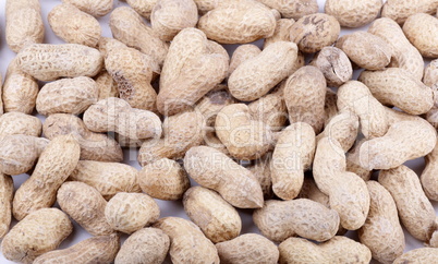 groundnut background