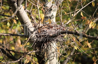 convolute nest on tree