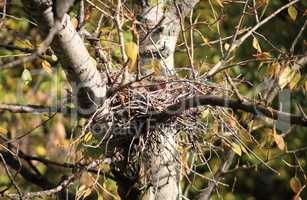 convolute nest on tree