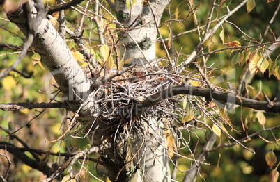 convolute nest on tree