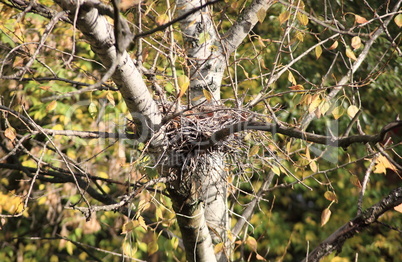 convolute nest on tree