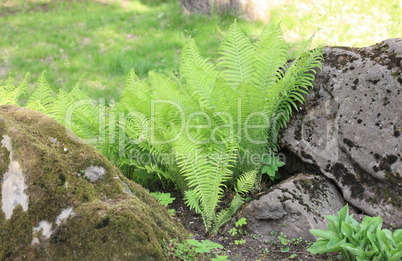 green fern at day