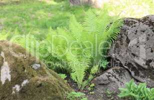 green fern at day