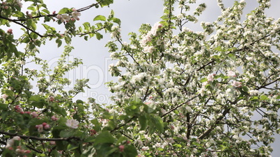 Apple Flower at Spring