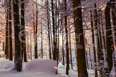 Romantischer Winterwald verschneite Bäume