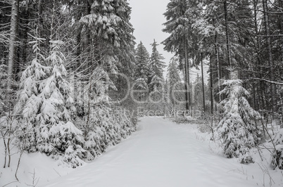 Romantischer Winterwald verschneite Bäume