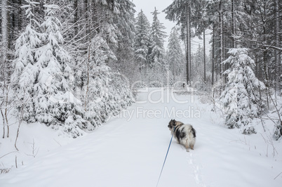 Romantischer Winterwald verschneite Bäume Hund gassi