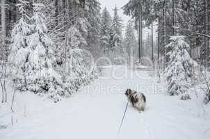 Romantischer Winterwald verschneite Bäume Hund gassi