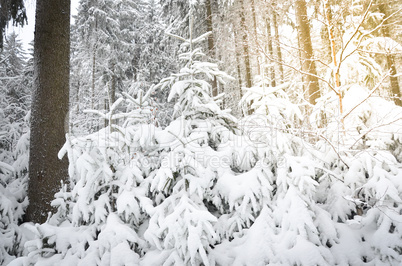 Romantischer Winterwald verschneite Bäume