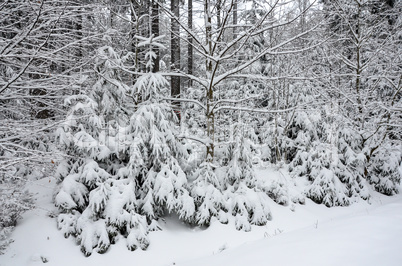 Romantischer Winterwald verschneite Bäume