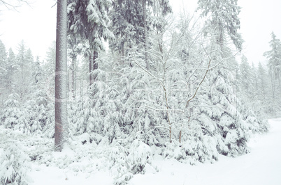 Romantischer Winterwald verschneite Bäume