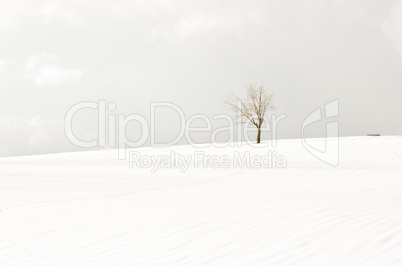 Romantischer Winterwald verschneite Bäume