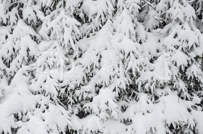 Romantischer Winterwald verschneite Bäume