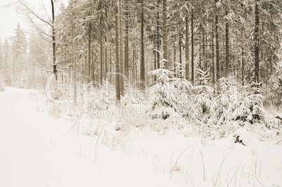 Romantischer Winterwald verschneite Bäume