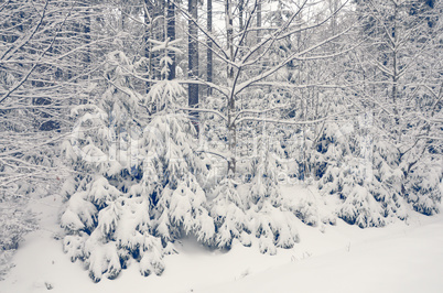 Romantischer Winterwald verschneite Bäume