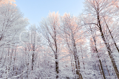 Romantischer Winterwald verschneite Bäume