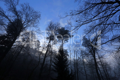 Wald im Nebel