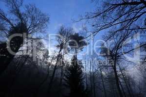 Wald im Nebel