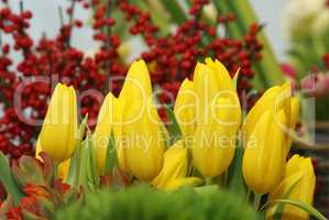 gelbe Tulpen