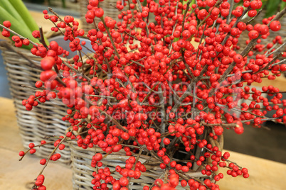 Zweig mit roten Beeren