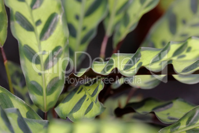 Maranta