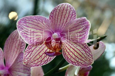 Orchidee