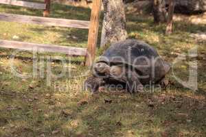 Aldabra Giant Tortoise Aldabrachelys gigantean is a large reptil