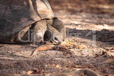 Aldabra Giant Tortoise Aldabrachelys gigantean is a large reptil