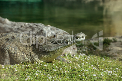 American crocodile Crocodylus acutus suns itself with its large
