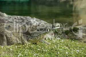 American crocodile Crocodylus acutus suns itself with its large