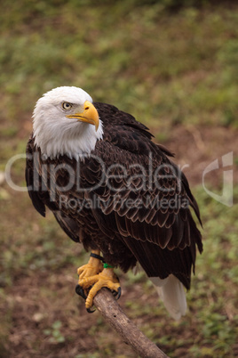 Bald eagle Haliaeetus leucocephalus bird