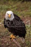 Bald eagle Haliaeetus leucocephalus bird