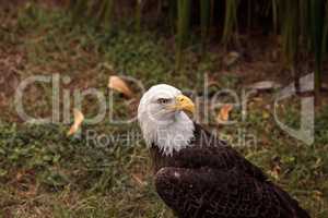 Bald eagle Haliaeetus leucocephalus bird