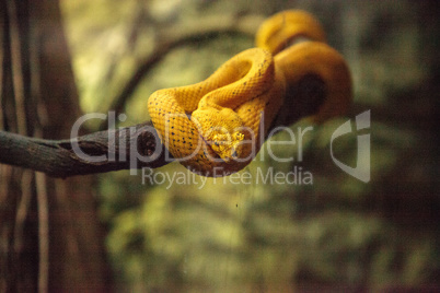 Yellow eyelash viper snake Bothriechis schlegelii