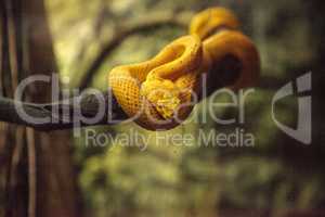 Yellow eyelash viper snake Bothriechis schlegelii