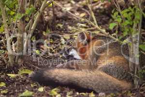 Grey fox Urocyon cinereoargenteus