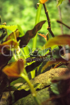 Green and black poison dart frog Dendrobates auratus