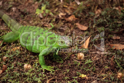 Juvenile green iguana scientifically known as Iguana iguana