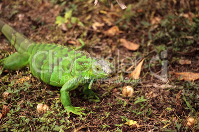 Juvenile green iguana scientifically known as Iguana iguana