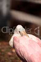 Juvenile Roseate spoonbill bird platalea ajaja